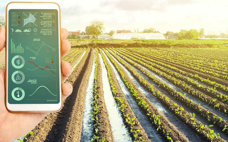 Farmer's holds a smartphone on a background of a farm field plantation. Scientific research. Agroindustry and agribusiness. European organic farming. Hi-tech technology, innovation. Agricultura de precisión